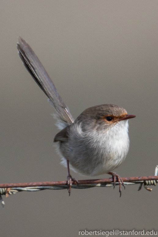 fairy wren